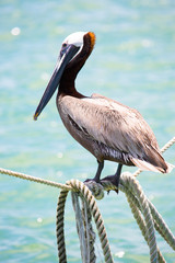 Pelican on a rope