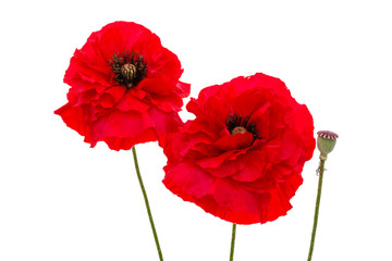 Flowers of red poppy, lat. Papaver, isolated on white background