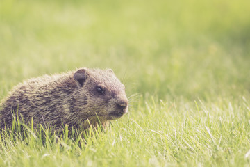 Adorable baby groundhog (Marmota Monax) at side with room for text