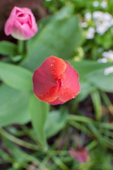 Obraz premium Tulip with rain drops - close up