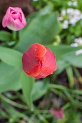 Tulip with rain drops - close up