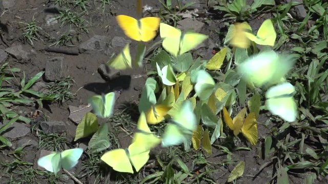 Group of Pyrisitia nise butterflies on the ground, close-up