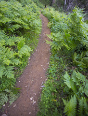 Obraz premium A hiking trail in Big Sur has ferns on both sides