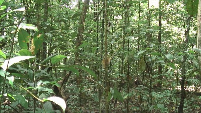 Amazon Rainforest in Suriname