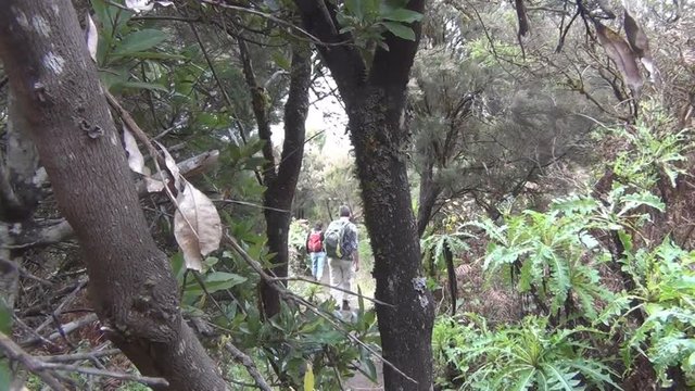 Two people hike through forest in La Gomera