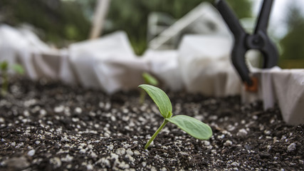 Close up of a sprouting squash plant