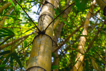 Fototapeta premium Ibirapuera Park, Sao Paulo, Brazil - Bamboo forest inside the concrete forest in Sao Paulo metropolis.