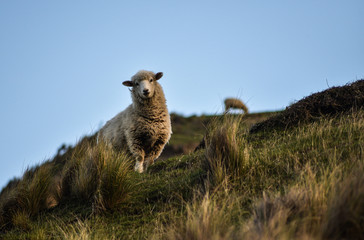 New Zealand Sheep on Hillside