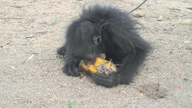 Baby monkey who is chained up eats fruit