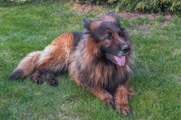 Big dog, german shepherd, laying on a grass
