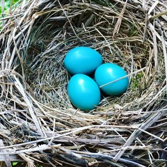 Nest with eggs