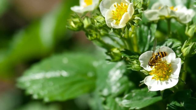 Bee on strawberry flowers