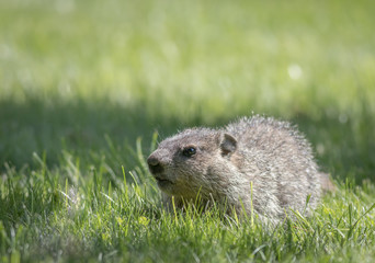 Naklejka na ściany i meble Adorable little baby groundhog (Marmota Monax) walks along fresh green grass in the morning