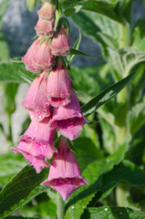 Closeup of foxglove flower