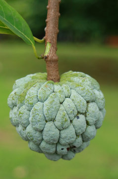 Sugar apple or sweetsop growing on tree in the garden.