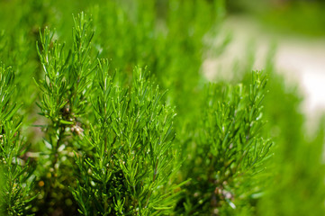 young Rosemary herb plant