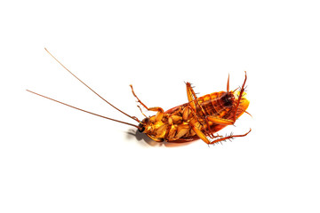 Cockroach on white background
