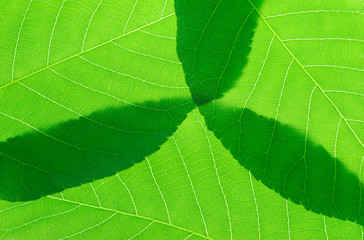  close up on green leaf texture background