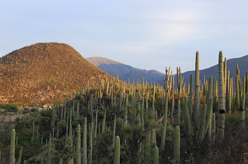 Cactus Forest in Mexico