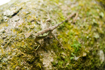 Lacertilia in the nature