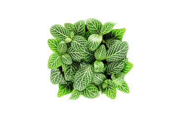 Top view of small plant pot on white background.