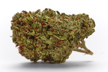 Close up of King Louie strain medical marijuana bud