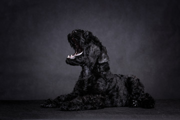 Black puppy Kerry blue Terrier in the Studio.