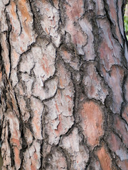 Bark background