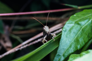 close up shot of grasshopper