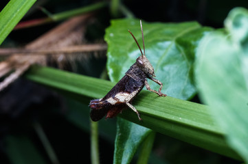 close up shot of grasshopper