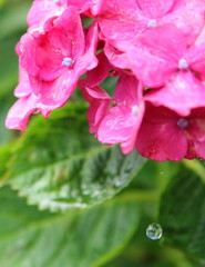 雨の中のアジサイ