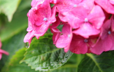 雨の中のアジサイ