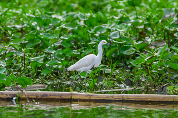 Lovely shot of Heron bird photographed in its natural environment walking over Aquatic floating plants in Limoncocha National Park in the Amazon rainforest in Ecuador