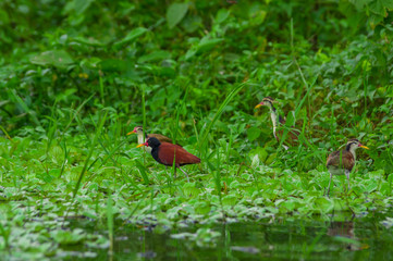Beautiful bird walking over the aquatic floating plants in Limoncocha National Park in the Amazon rainforest in Ecuador