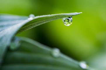Dew drop reflecting bright green plant