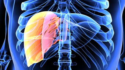 3d illustration of human body liver 