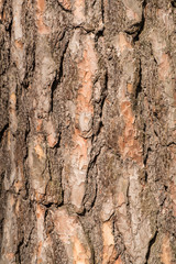 Close-up of a bark of an old tree