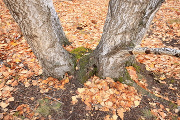 The autumn birch trees and leaves