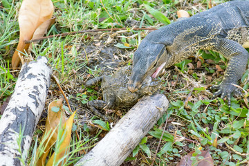 Varanus salvator eating frog in the park.