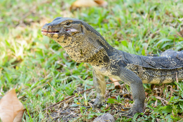 Varanus salvator eating frog in the park.