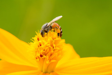 Bee eating pollen from flower on a nature background.