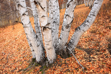 The autumn birch trees and leaves
