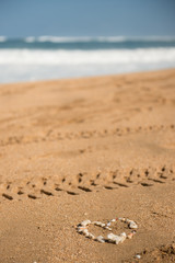 heart shells on beach