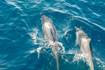 swimming dolphins on surface of water