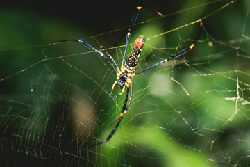 Golden spider with web