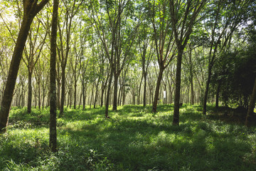 Natural tunnel of rubber plantation at sunset from Thailand / Rubber plantation / Rubber trees