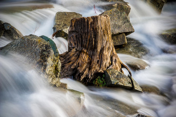 Stump in Eagle Falls