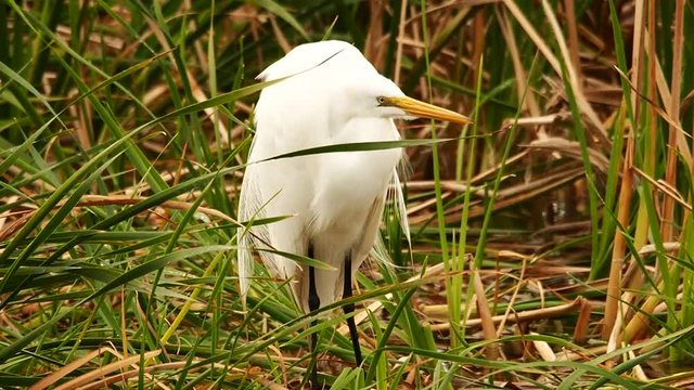 Gret Egret