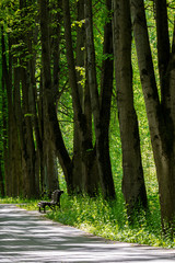 Obraz premium footpath in city park with wooden bench under old trees. spring park landscape.