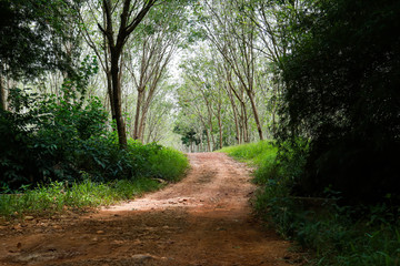Fototapeta premium Rubber plantation lifes, Rubber plantation Background, Rubber trees in Thailand